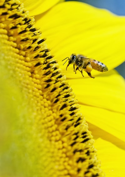 黄蜂在黄花上盘旋